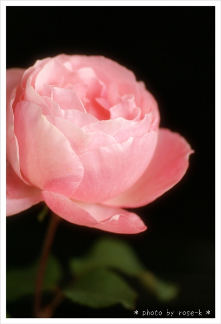 ピンクの薔薇1.jpg