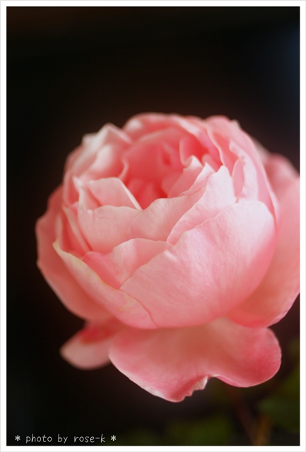ピンクの薔薇2.jpg