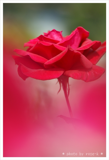 赤い薔薇1.jpg