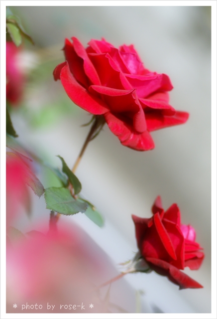赤い薔薇2.jpg