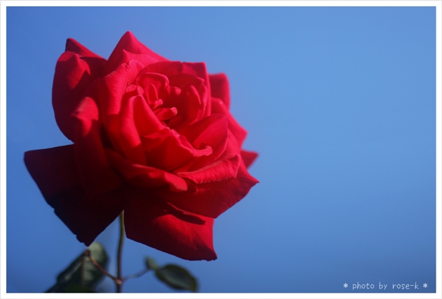 赤い薔薇3.jpg