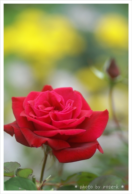 赤い薔薇4.jpg