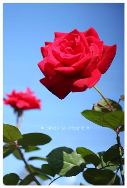 赤い薔薇5.jpg