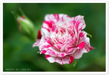 mini-rose②.jpg
