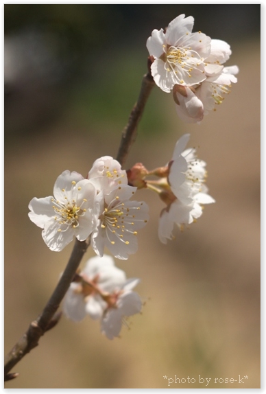 sakura-桜桃1.jpg