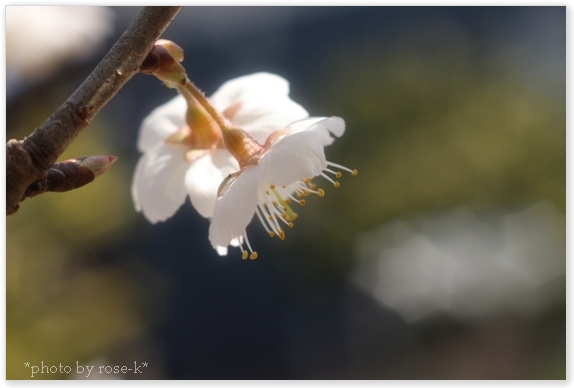 sakura-桜桃2.jpg