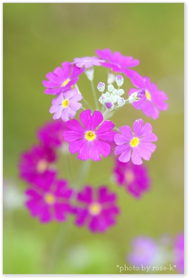 sakura-Fairy primrose.jpg